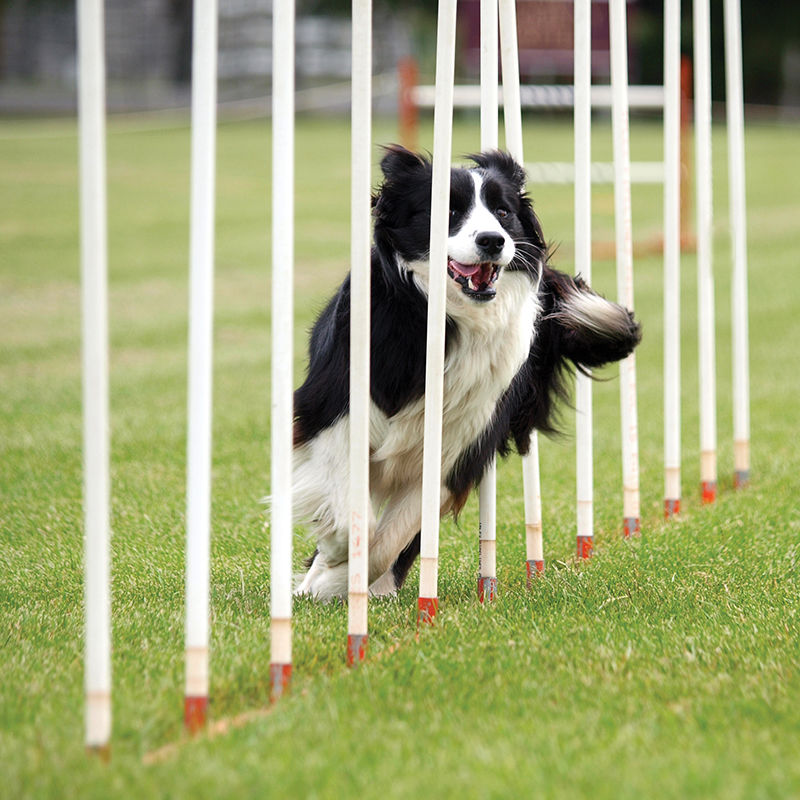 TP_0120_DogShow.jpg